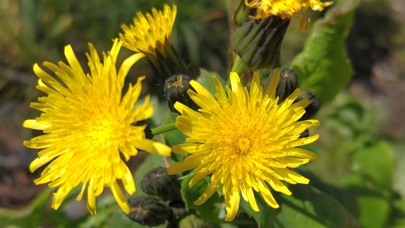 カントウタンポポの花 横浜市旭区今宿南町