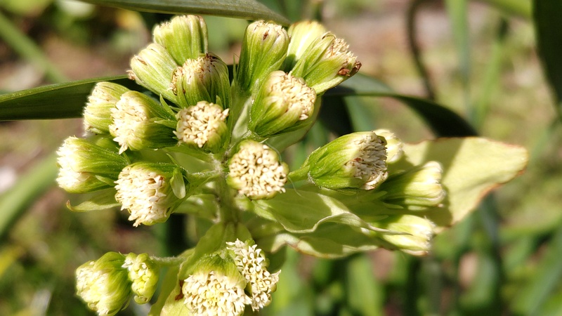 フキの花 横浜市旭区今宿南町