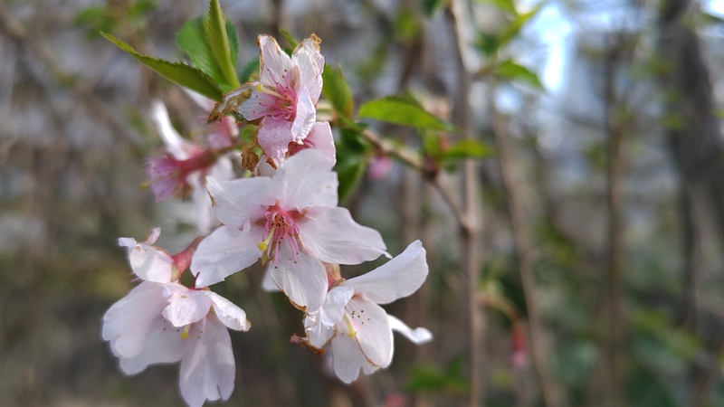 コヒガンザクラの花 横浜市旭区今川町