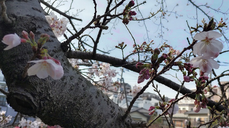 ソメイヨシノの花 横浜市旭区鶴ヶ峰