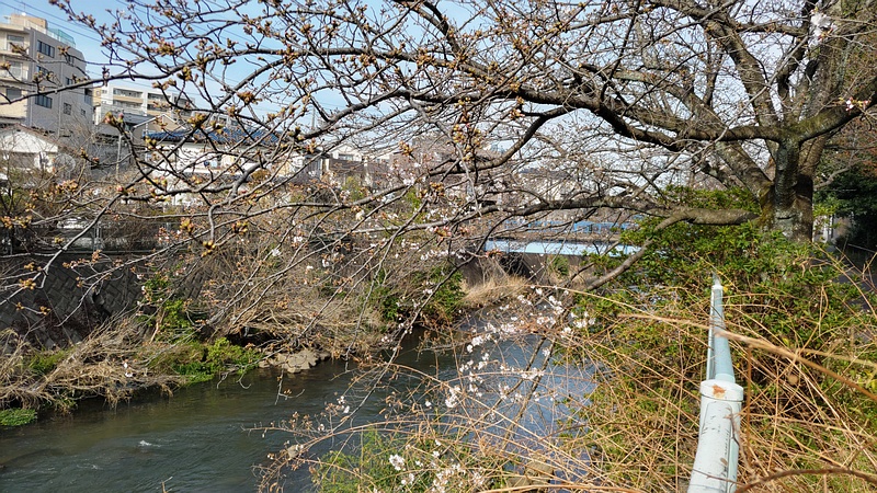 ソメイヨシノの花 横浜市旭区鶴ヶ峰