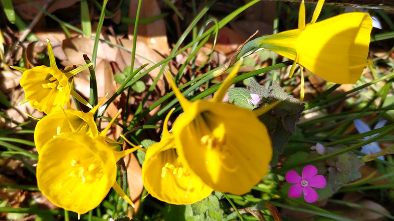 ペチコートスイセンの花 横浜市旭区希望が丘ふれあいの森公園