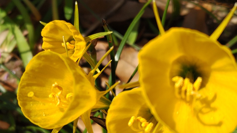 ペチコートスイセンの花 横浜市旭区希望が丘ふれあいの森公園