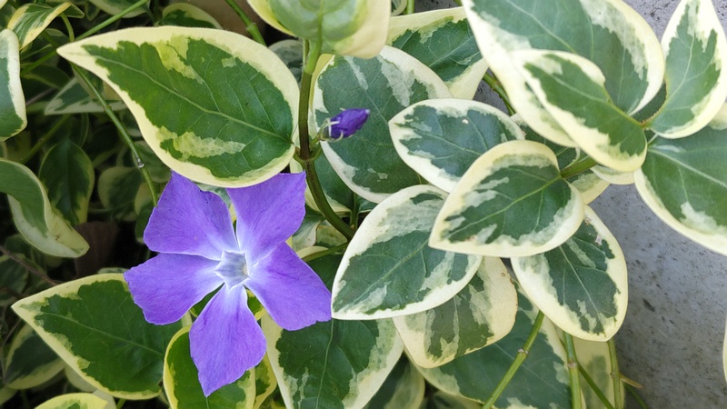 ツルニチニチソウの花 横浜市旭区中希望が丘