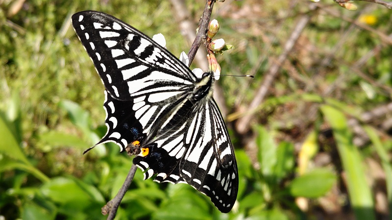 ナミアゲハ 横浜市旭区希望が丘水の森公園