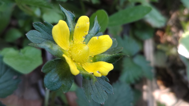ヤブヘビイチゴの花 横浜市旭区希望が丘水の森公園