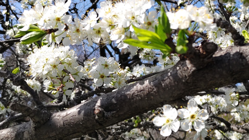 スモモの花 横浜市旭区中希望が丘