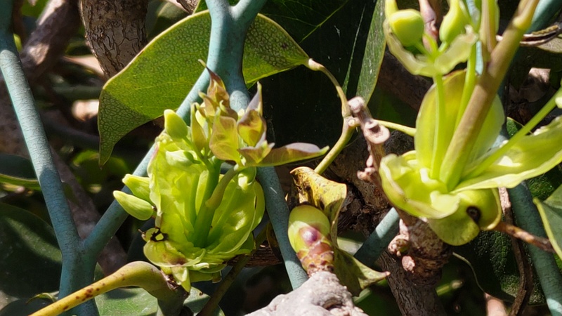 ムベの蕾 横浜市旭区中希望が丘