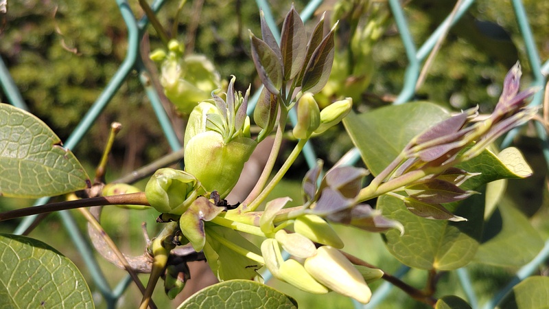ムベの蕾 横浜市旭区中希望が丘