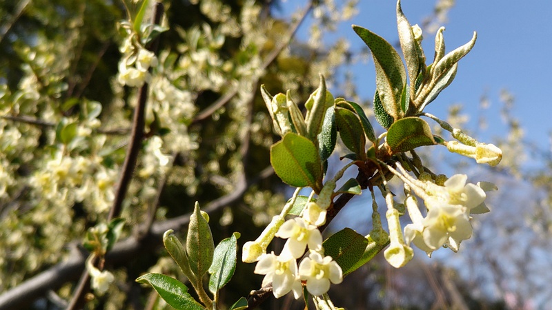 ナツグミの花 横浜市旭区中希望が丘