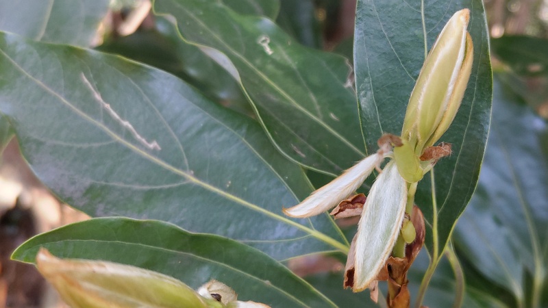 シロダモの芽 横浜市瀬谷区長屋門公園