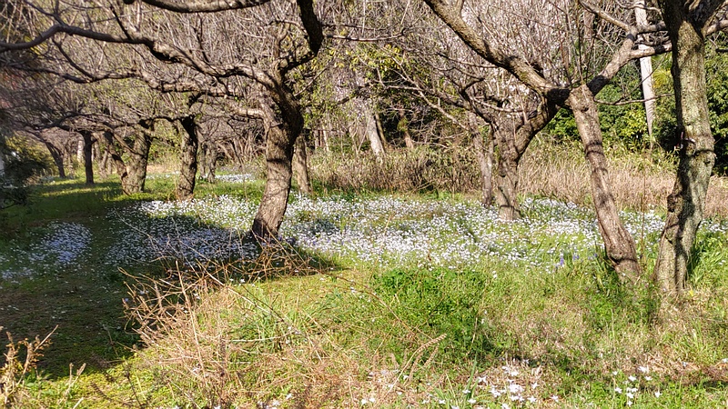 梅林のハナニラの花 横浜市瀬谷区長屋門公園