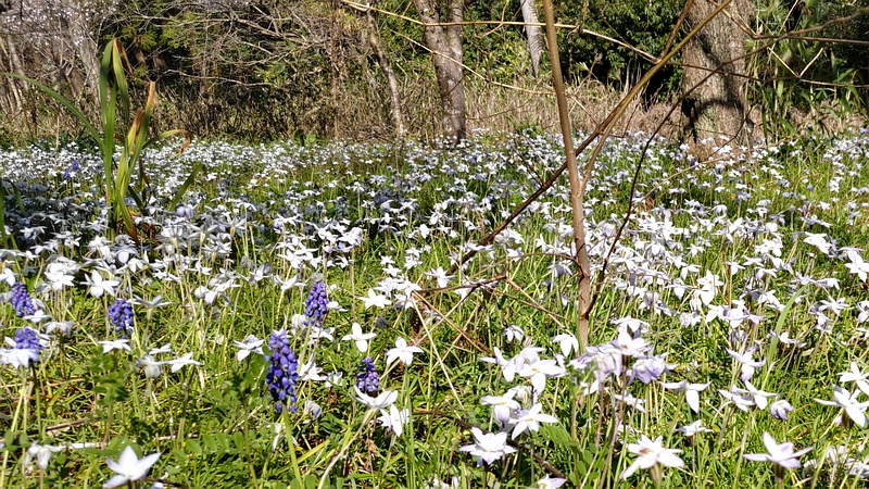 ハナニラとムスカリの花 横浜市瀬谷区長屋門公園