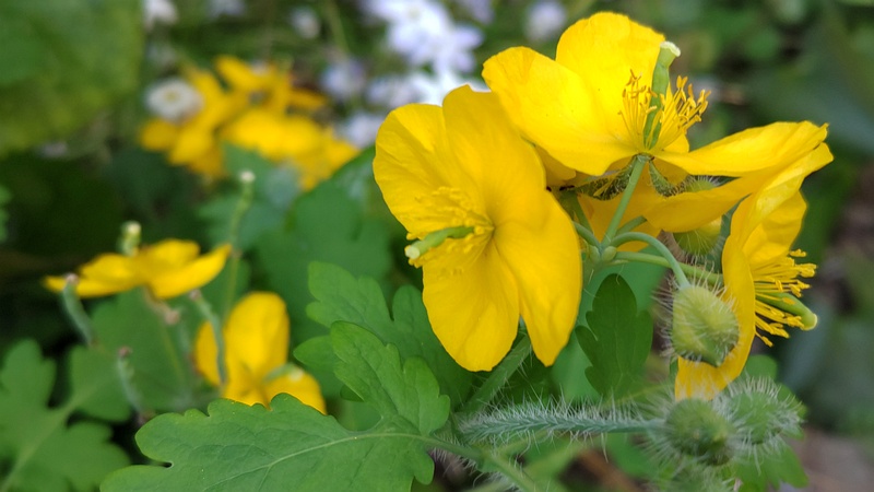 クサノオウの花 横浜市瀬谷区長屋門公園