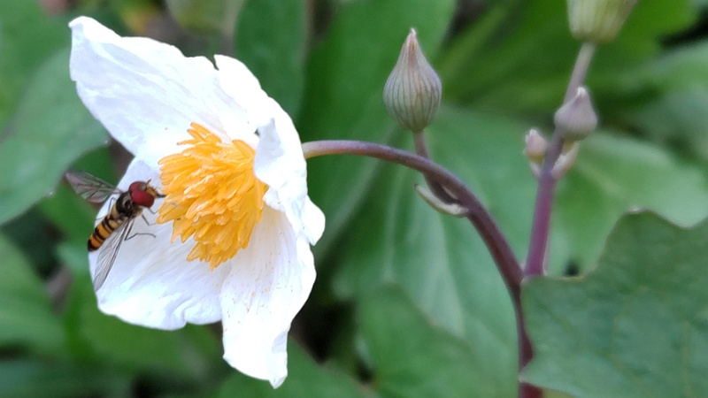 シラユキゲシの花とホソヒラタアブ 横浜市旭区希望が丘水の森公園