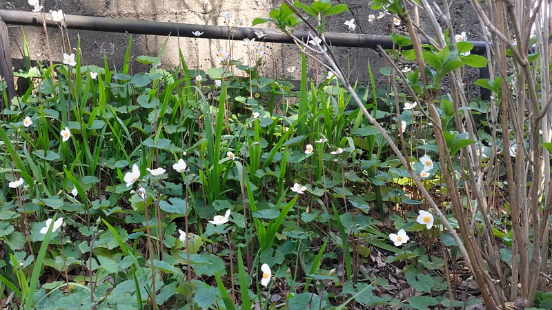 シラユキゲシの花 横浜市旭区希望が丘水の森公園