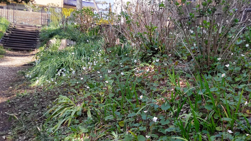 シラユキゲシの花 横浜市旭区希望が丘水の森公園