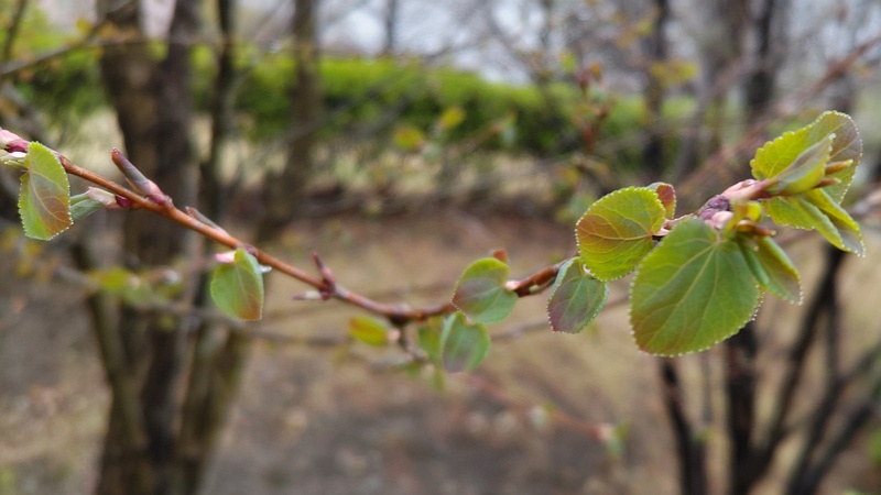 カツラの若葉 川崎市幸区創造のもり