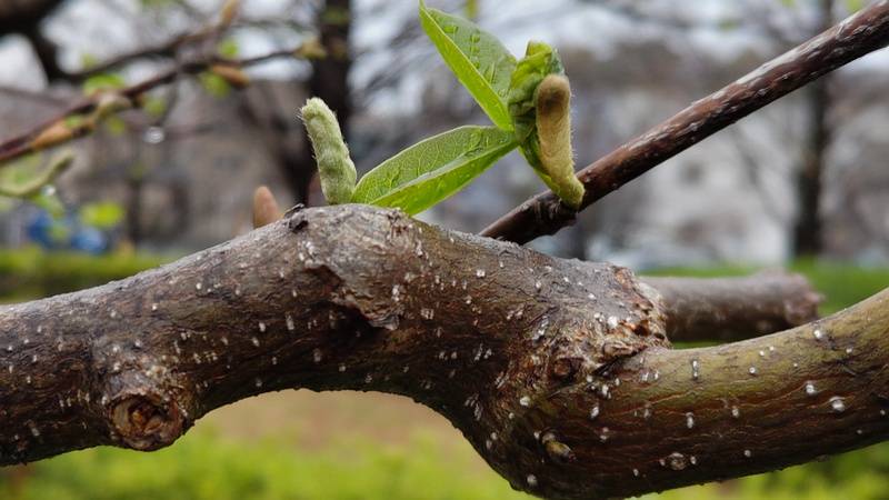 コブシの若葉 川崎市幸区創造のもり