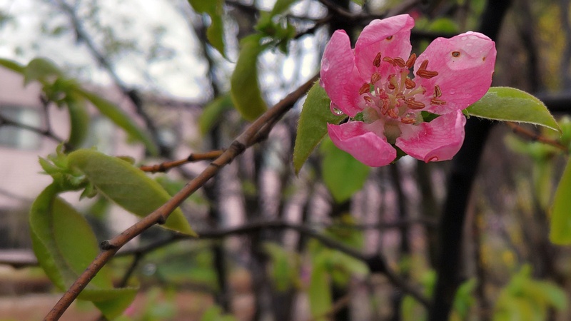 カリンの花 川崎市幸区さいわいふるさと公園