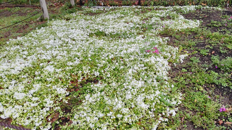 シバザクラの花 川崎市幸区さいわいふるさと公園