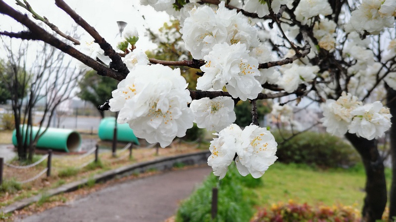 ハナモモの花 川崎市幸区さいわいふるさと公園