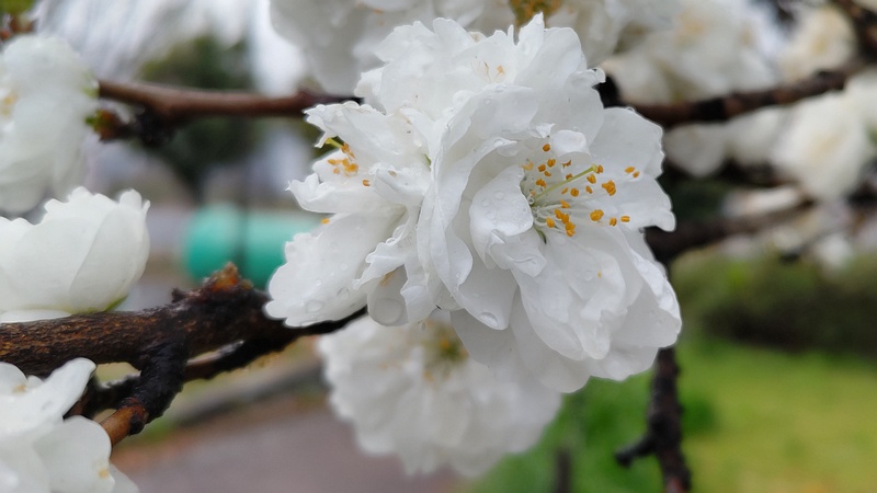 ハナモモの花 川崎市幸区さいわいふるさと公園