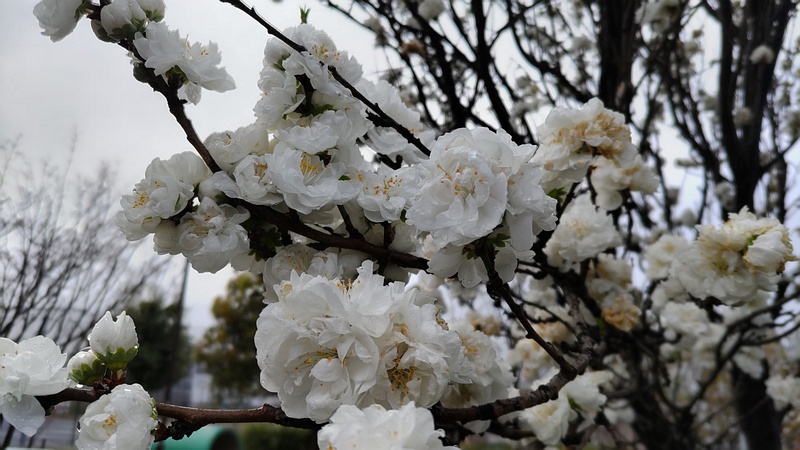 ハナモモの花 川崎市幸区さいわいふるさと公園