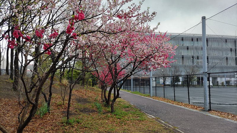 ハナモモ 川崎市幸区さいわいふるさと公園