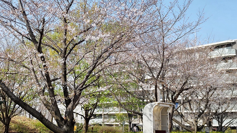 ソメイヨシノ 川崎市幸区さいわいふるさと公園