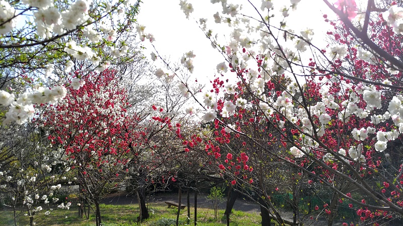 「花ももの丘」 川崎市幸区さいわいふるさと公園