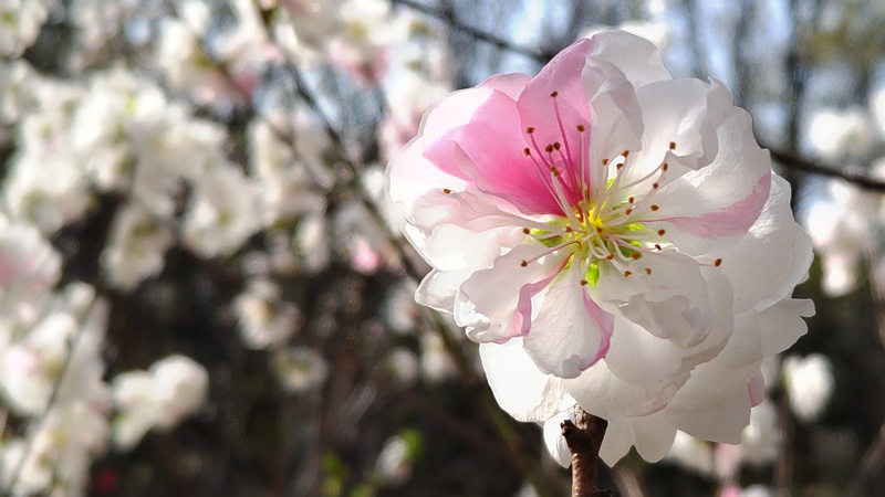 ハナモモの花 川崎市幸区さいわいふるさと公園