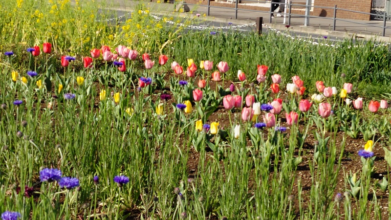 チューリップの花 川崎市幸区さいわいふるさと公園