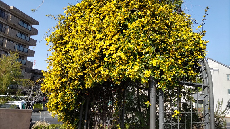 カロライナジャスミンの花 川崎市幸区さいわいふるさと公園