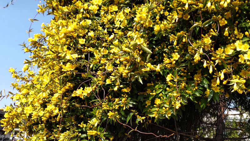 カロライナジャスミンの花 川崎市幸区さいわいふるさと公園