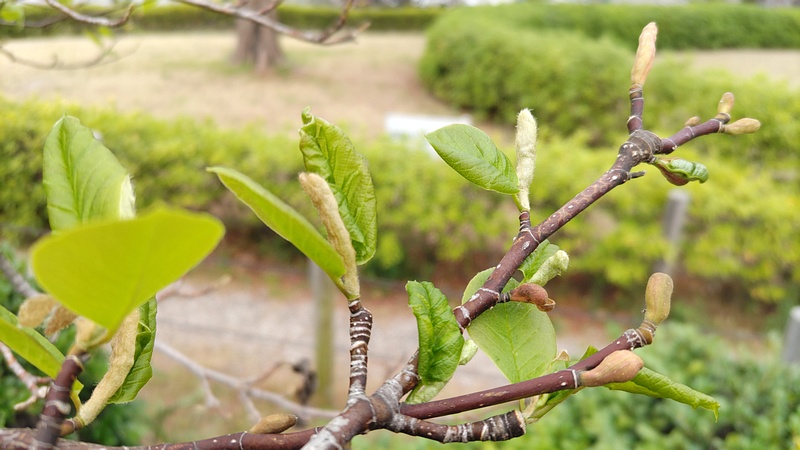 コブシの若葉 川崎市幸区創造のもり
