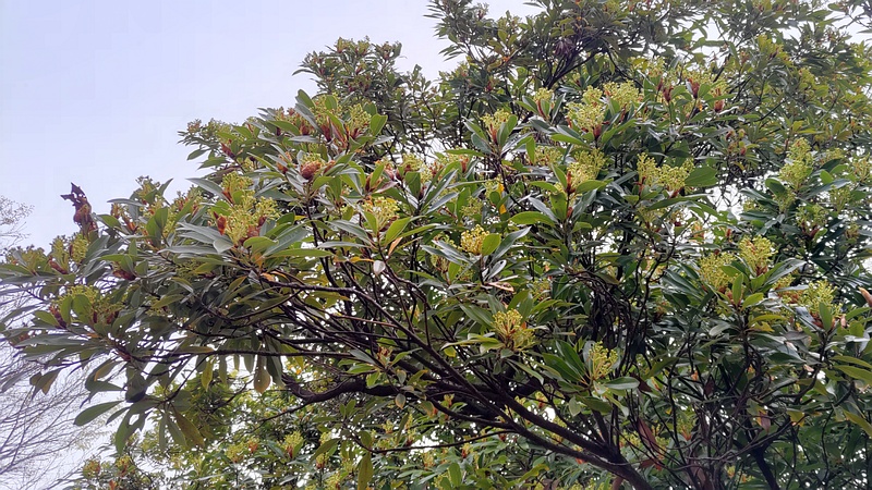 タブノキの蕾 川崎市幸区さいわいふるさと公園