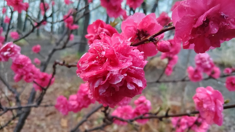 ハナモモの花 川崎市幸区さいわいふるさと公園