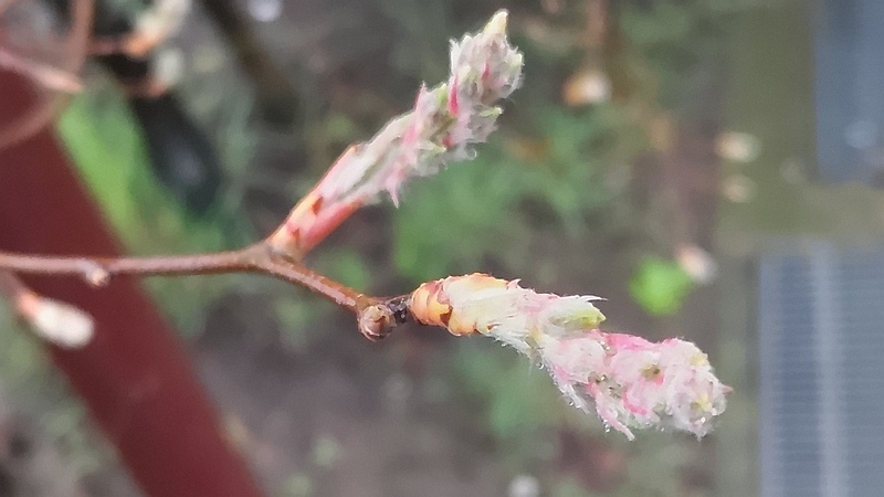 アメリカザイフリボクの冬芽 川崎市幸区創造のもり