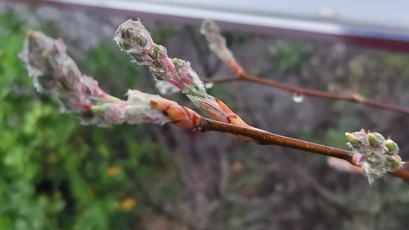 アメリカザイフリボクの冬芽 川崎市幸区創造のもり