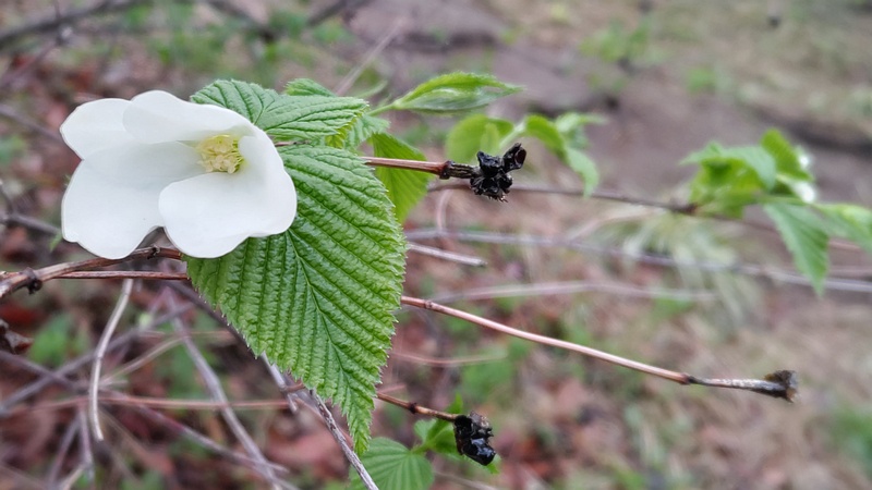 シロヤマブキの花 川崎市幸区さいわいふるさと公園
