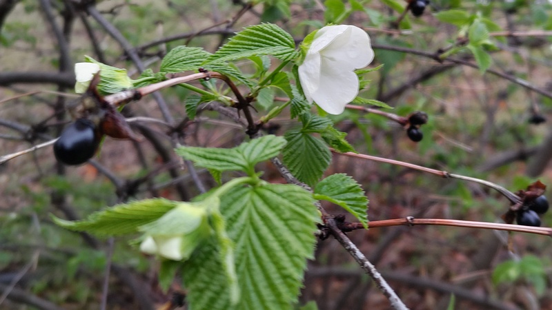 シロヤマブキの花 川崎市幸区さいわいふるさと公園