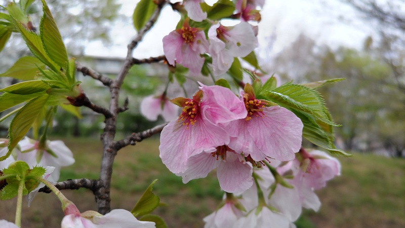 オオシマザクラの花 川崎市幸区さいわいふるさと公園