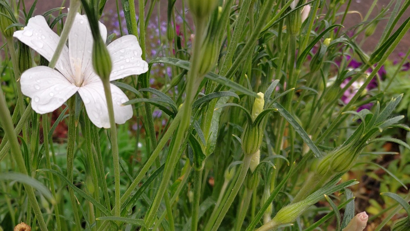 ムギセンノウの花 川崎市幸区さいわいふるさと公園