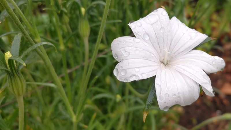 ムギセンノウの花 川崎市幸区さいわいふるさと公園