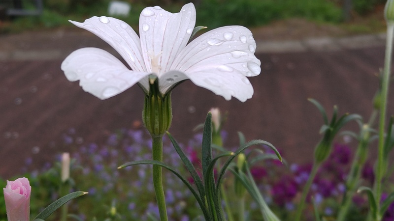 ムギセンノウの花 川崎市幸区さいわいふるさと公園