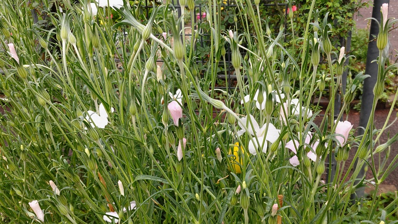 ムギセンノウの花 川崎市幸区さいわいふるさと公園