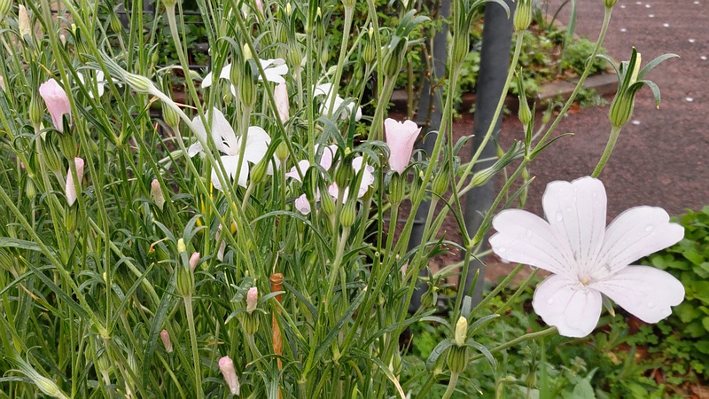 ムギセンノウの花 川崎市幸区さいわいふるさと公園