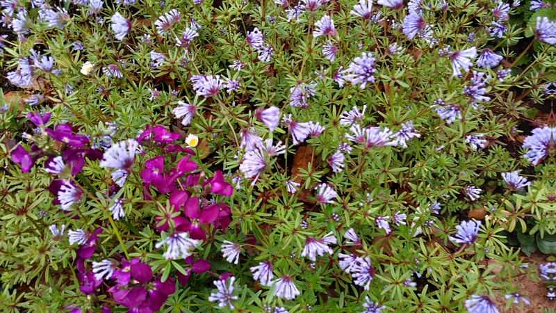 タマクルマバソウの花 川崎市幸区さいわいふるさと公園