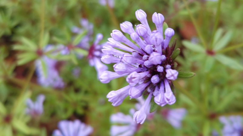 タマクルマバソウの花 川崎市幸区さいわいふるさと公園